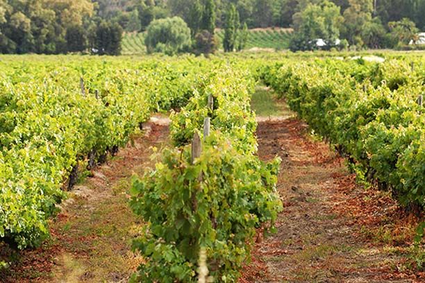 3-fotografia-valle-de-loncomilla-catalogo-maule